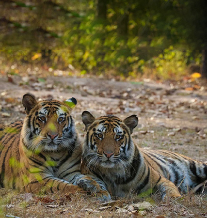 Bandhavgarh